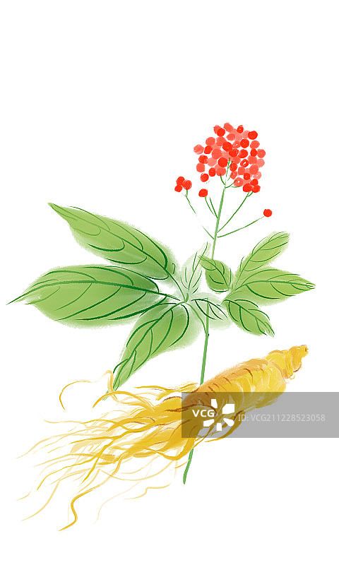 手绘名贵中草药人参图片素材