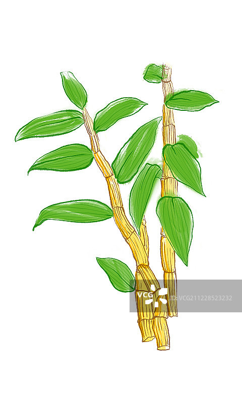 手绘名贵中草药铁皮石斛图片素材