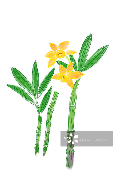 手绘名贵中草药铁皮石斛图片素材