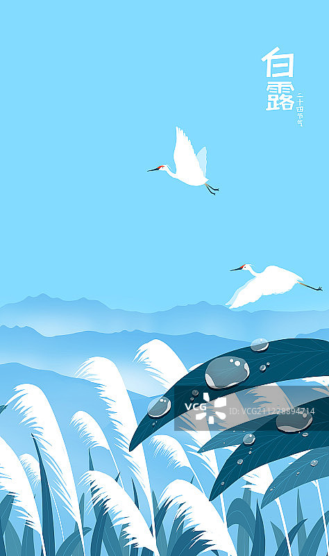 白露插画 有露珠的叶子 山林芦苇地飞起的白鹭插画图片素材