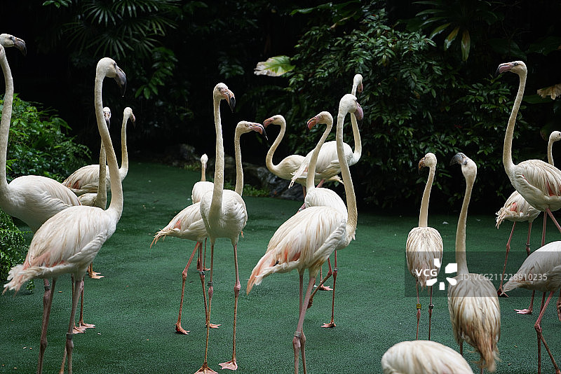 新加坡裕廊飞禽公园火烈鸟图片素材