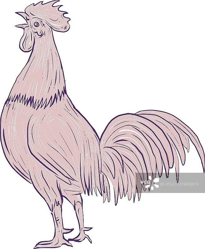 公鸡啼叫侧面图图片素材