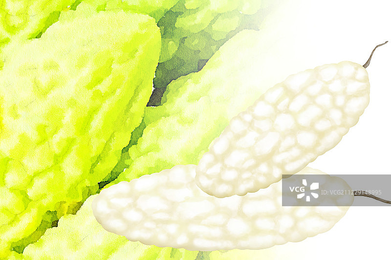 苦瓜与苦瓜特写水彩插画图片素材
