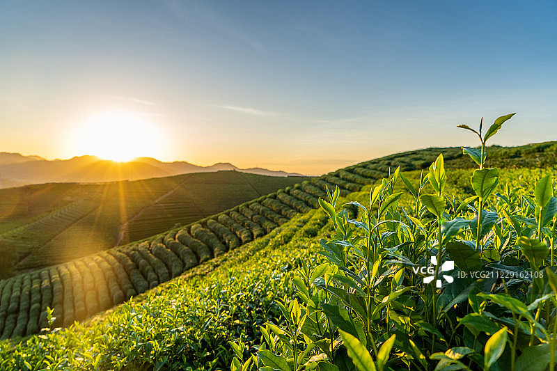 杭州龙井茶园图片素材
