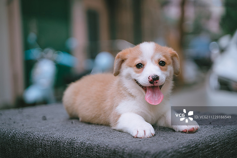 柯基幼犬图片素材