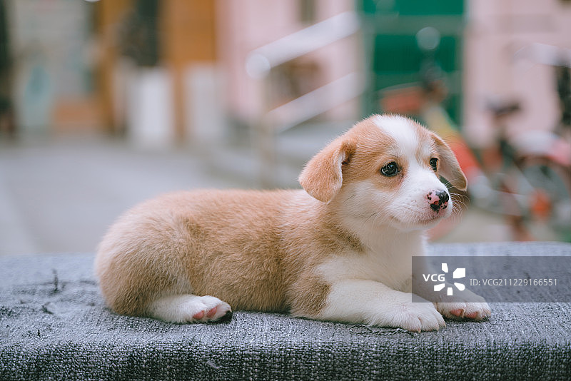 柯基幼犬图片素材
