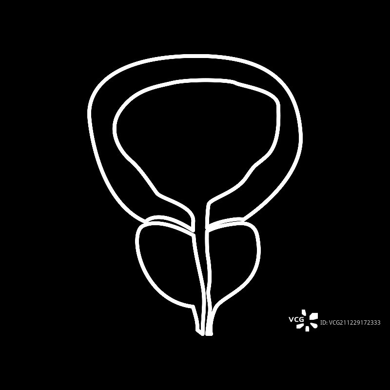 前列腺和膀胱图标图片素材