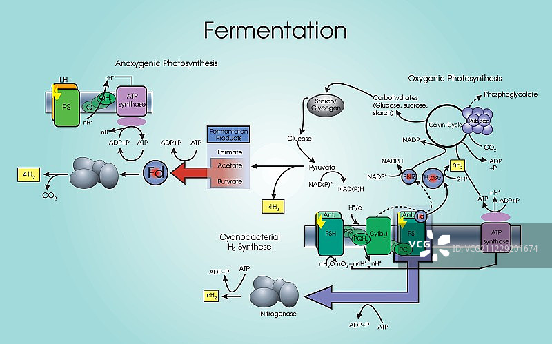 发酵结构图片素材