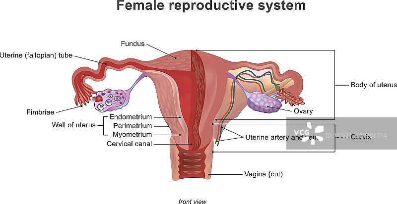 女性生殖系统图片素材