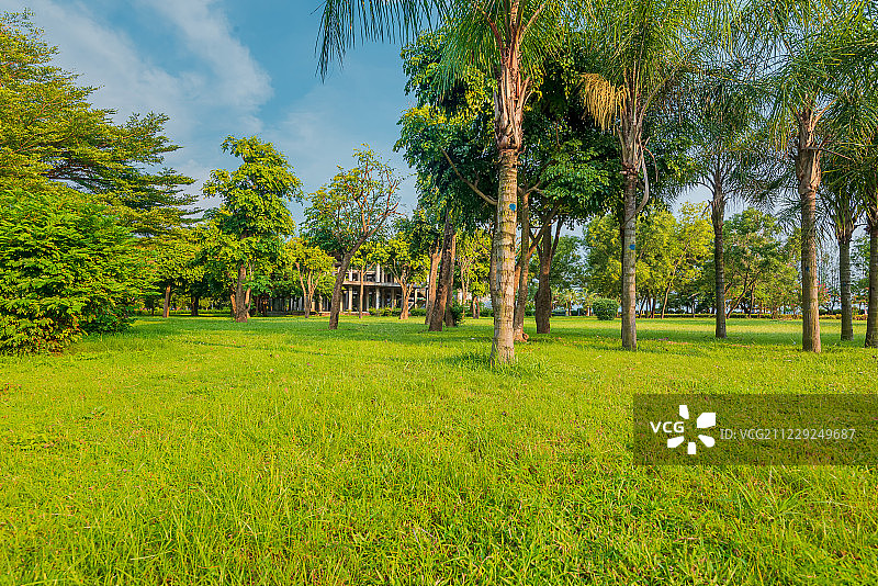 夏季黄昏时分广西北海银滩公园里的草坪和树图片素材