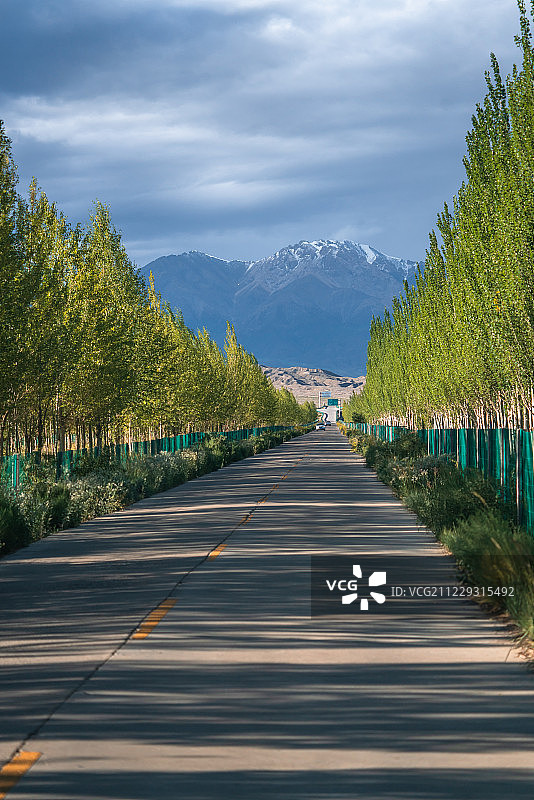 林荫大道上的道路图片素材
