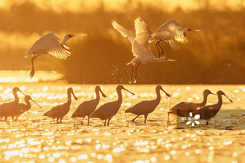 黑脸琵鹭图片素材