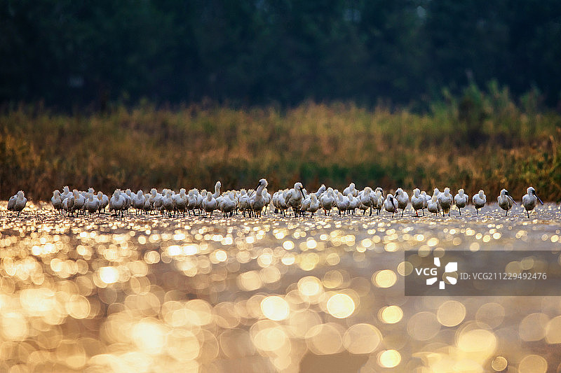 黑脸琵鹭图片素材