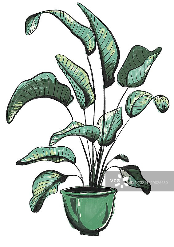 天堂鸟-绿植图片素材