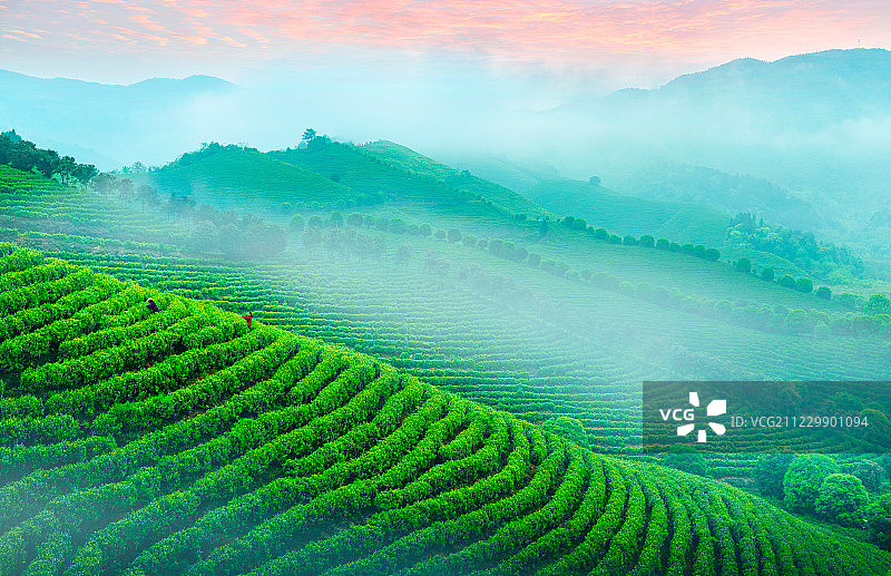 茶园风光图片素材