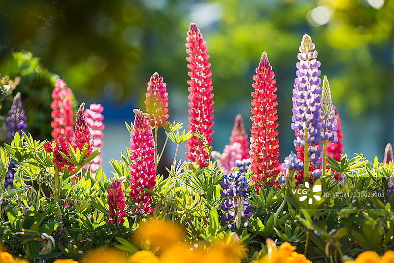 城市里盛开的鲁冰花图片素材