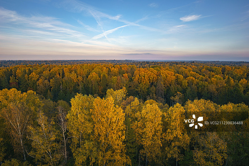 秋季森林高角度视图图片素材