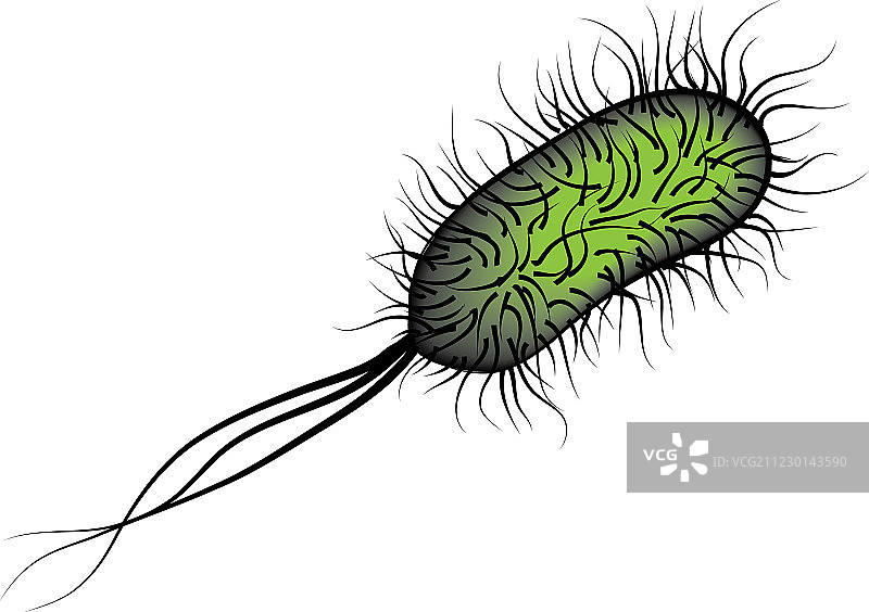 大肠杆菌I图片素材