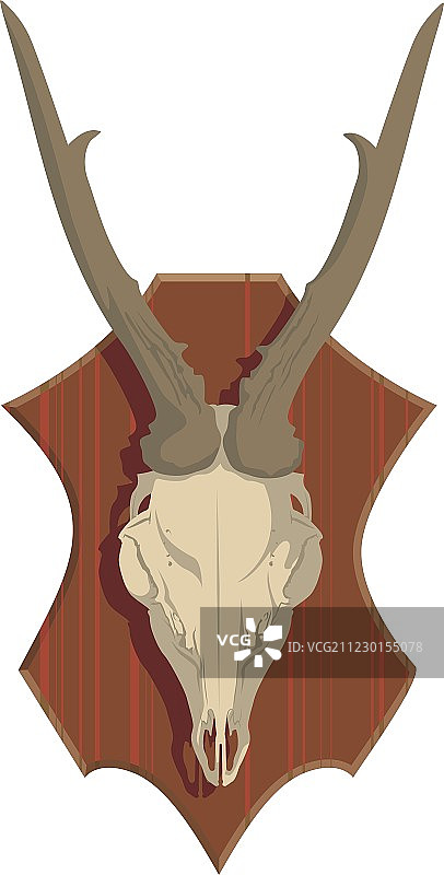 小鹿头骨图片素材