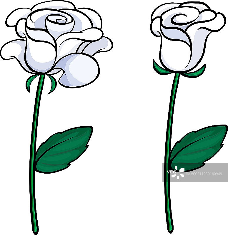 两朵白色玫瑰图片素材