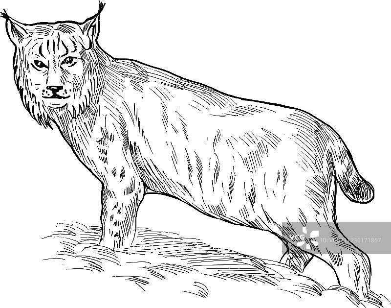 欧亚猞猁绘画图片素材