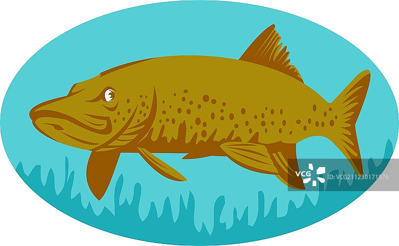 梭子鱼或白斑狗鱼游泳图片素材