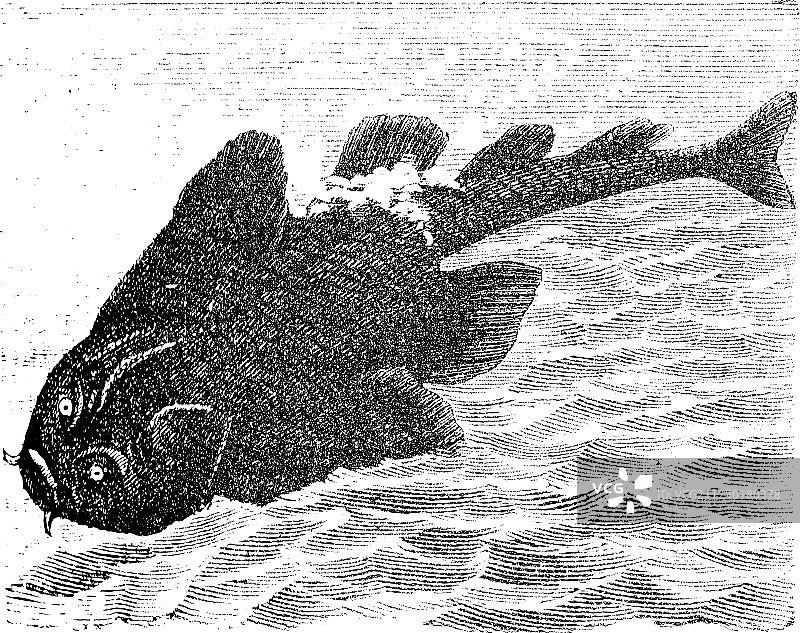 天使鲨鱼古老雕刻图片素材