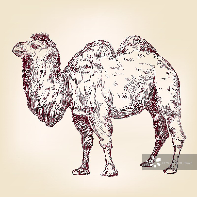 骆驼图片素材