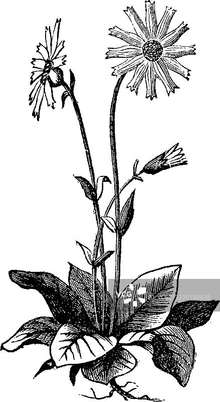 山金车花图片素材