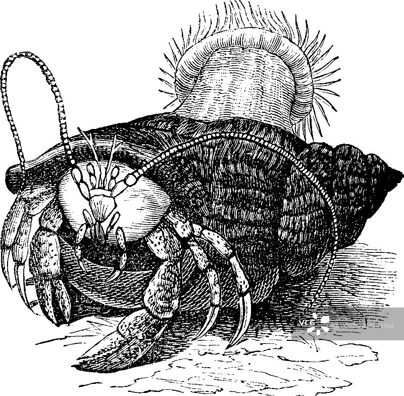 复古雕刻寄居蟹图片素材