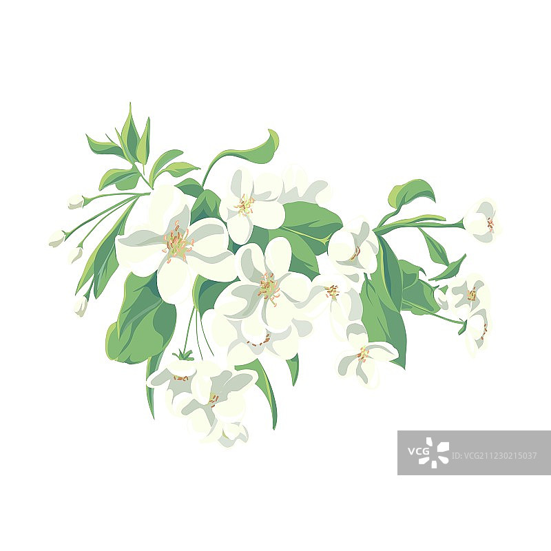 花图片素材