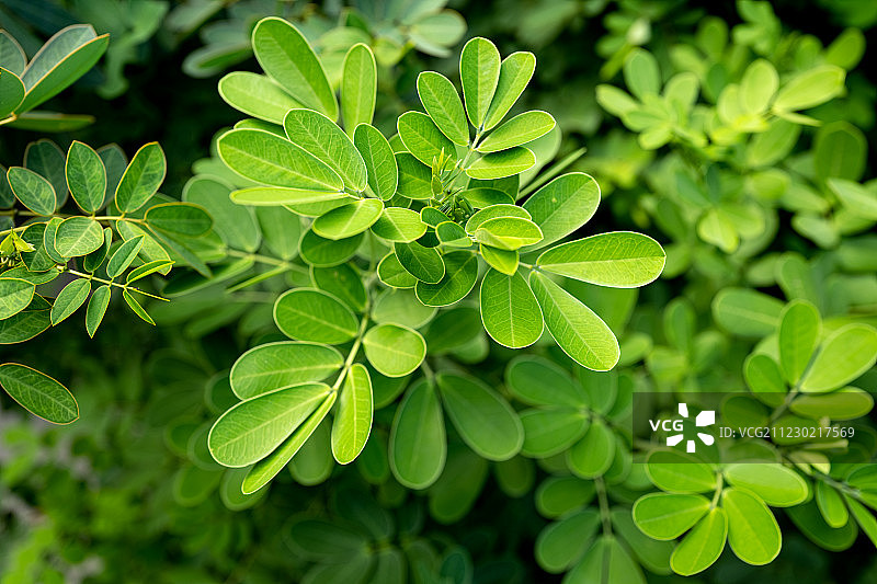 中草药：决明子图片素材