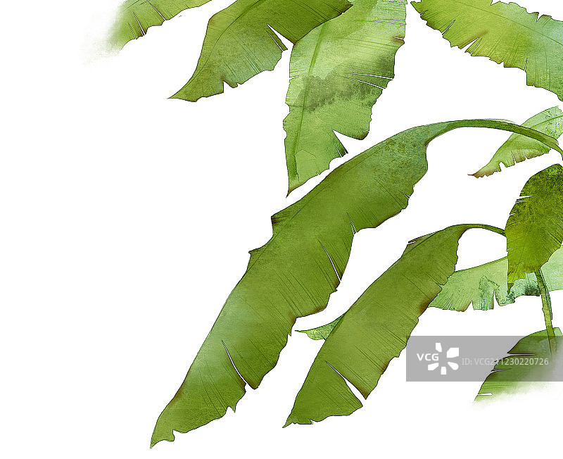 中国风古风水墨植物插图 白底图片素材