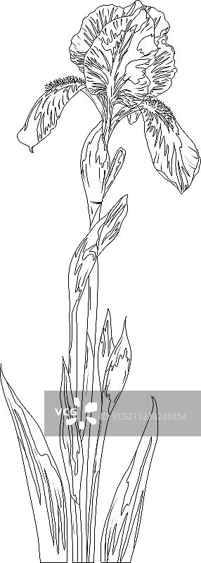 鸢尾花轮廓图片素材