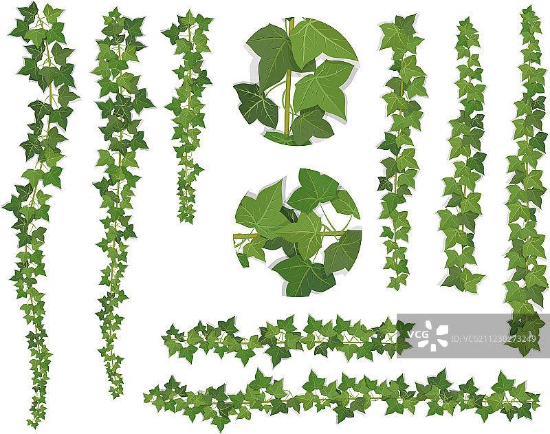 常春藤藤蔓树枝笔刷套装图片素材
