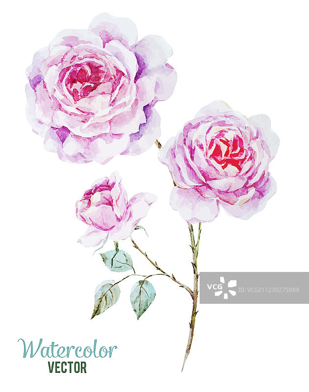 娇嫩的玫瑰图片素材