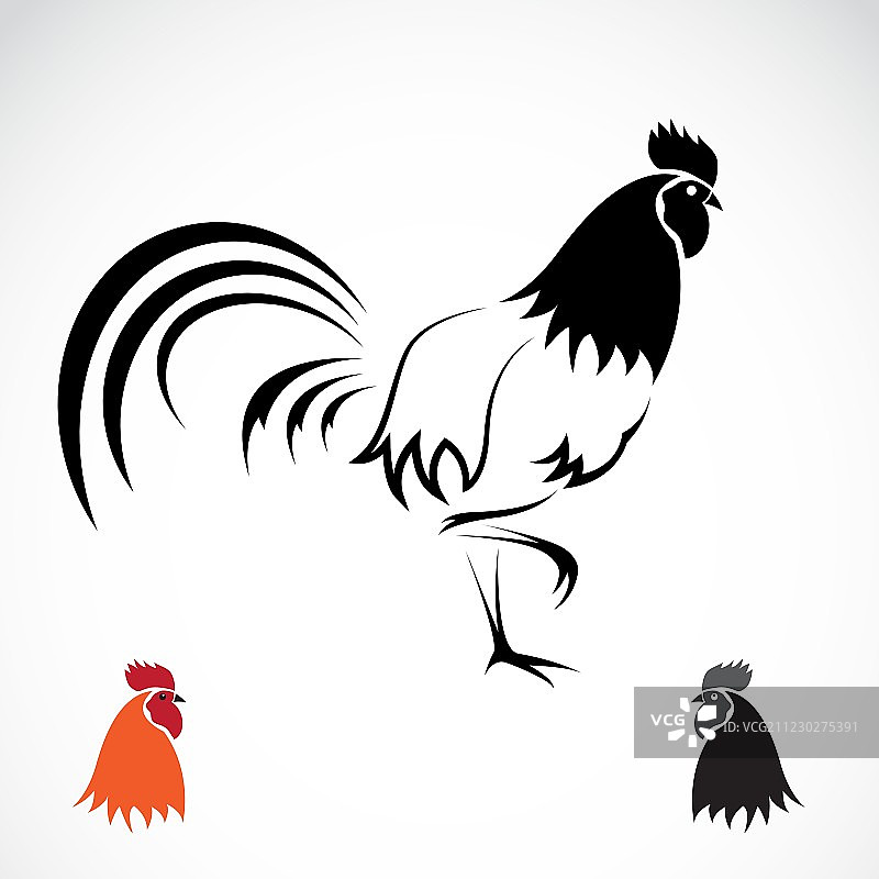 公鸡影像图片素材