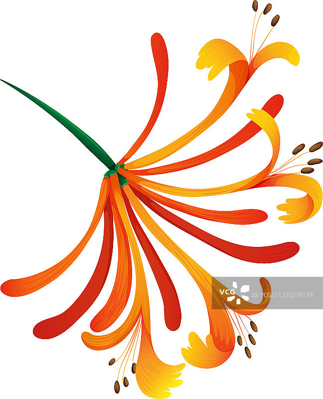 金银花图片素材