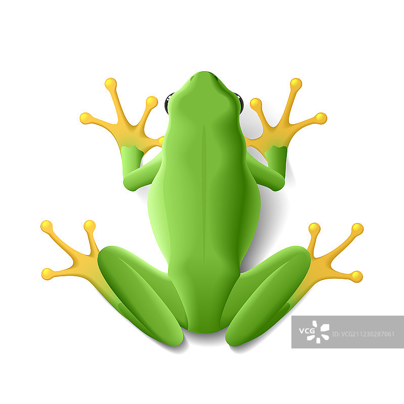 绿色的小青蛙图片素材