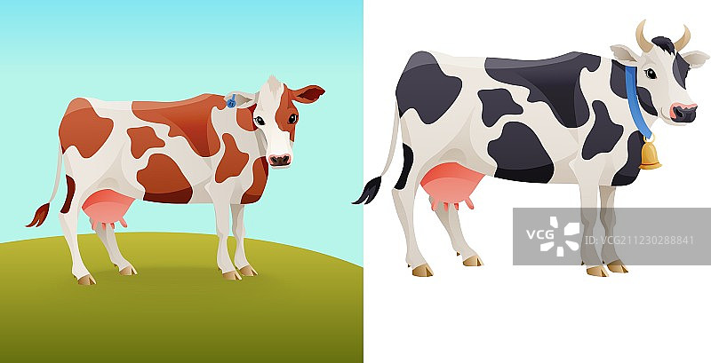 棕白色花斑奶牛图片素材