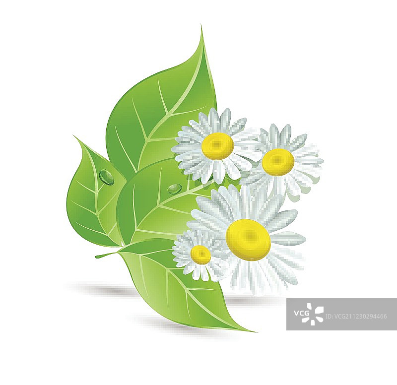 雏菊和绿叶图片素材