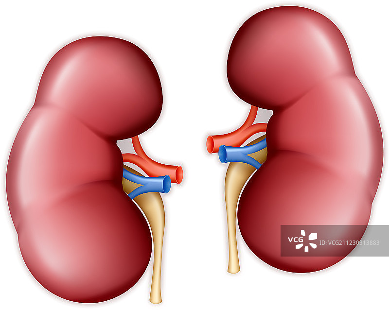 人类肾脏图片素材