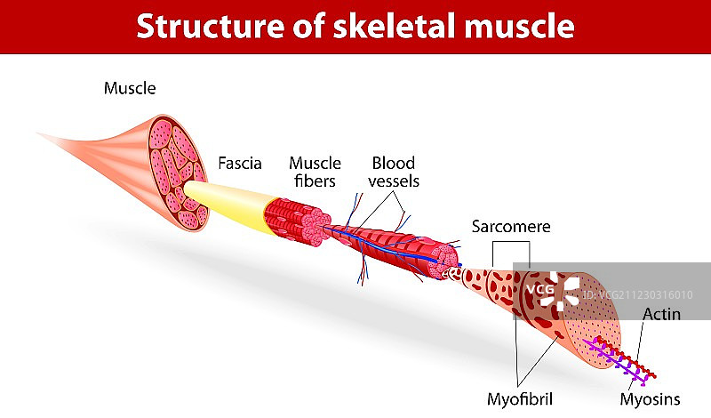 骨骼肌结构图片素材