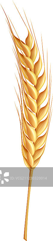 小麦图片素材
