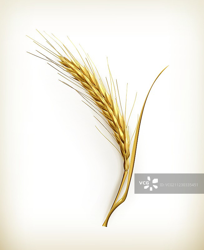 耳朵的小麦图片素材