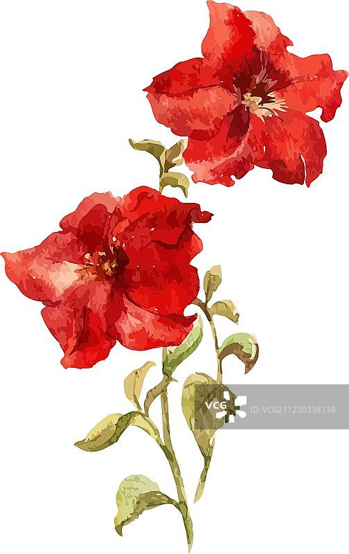 佩妮鲜花图片素材