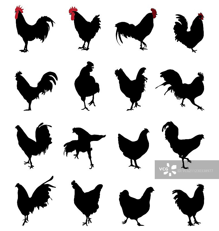 公鸡和母鸡图片素材