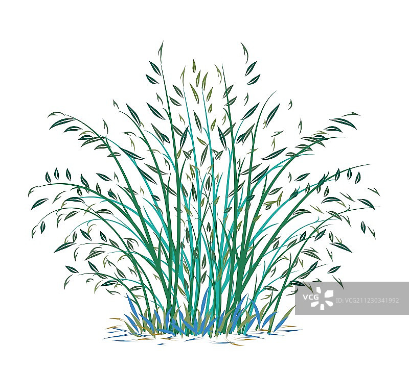 白色背景上的灌木图片素材