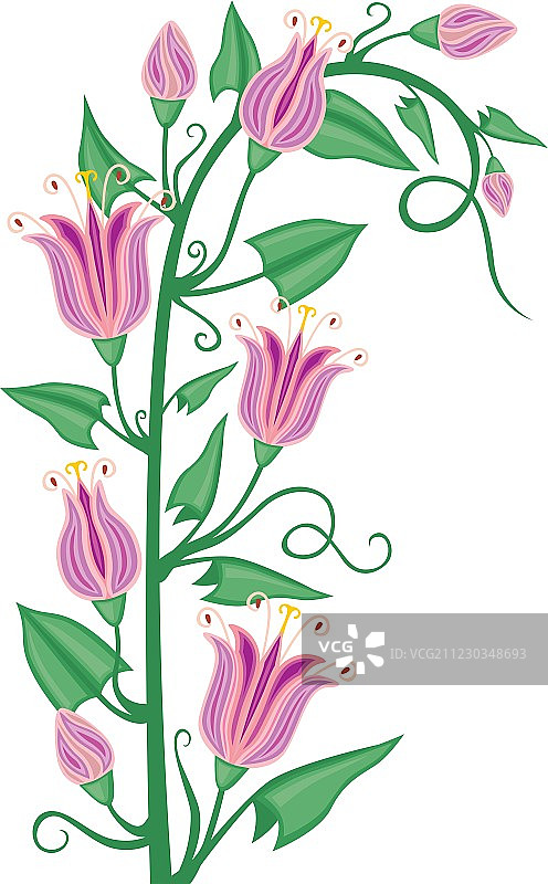 盛开的打碗花图片素材