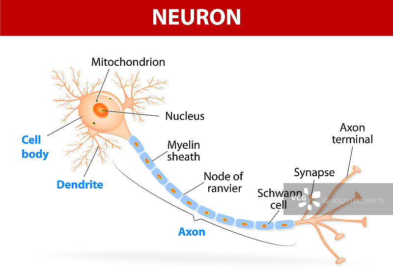 典型神经元结构图片素材